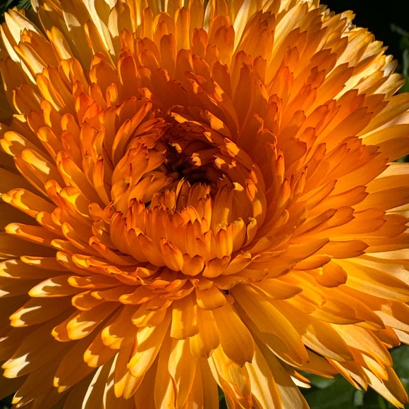 Meet your Posher, Posh - Picture 2 of 6